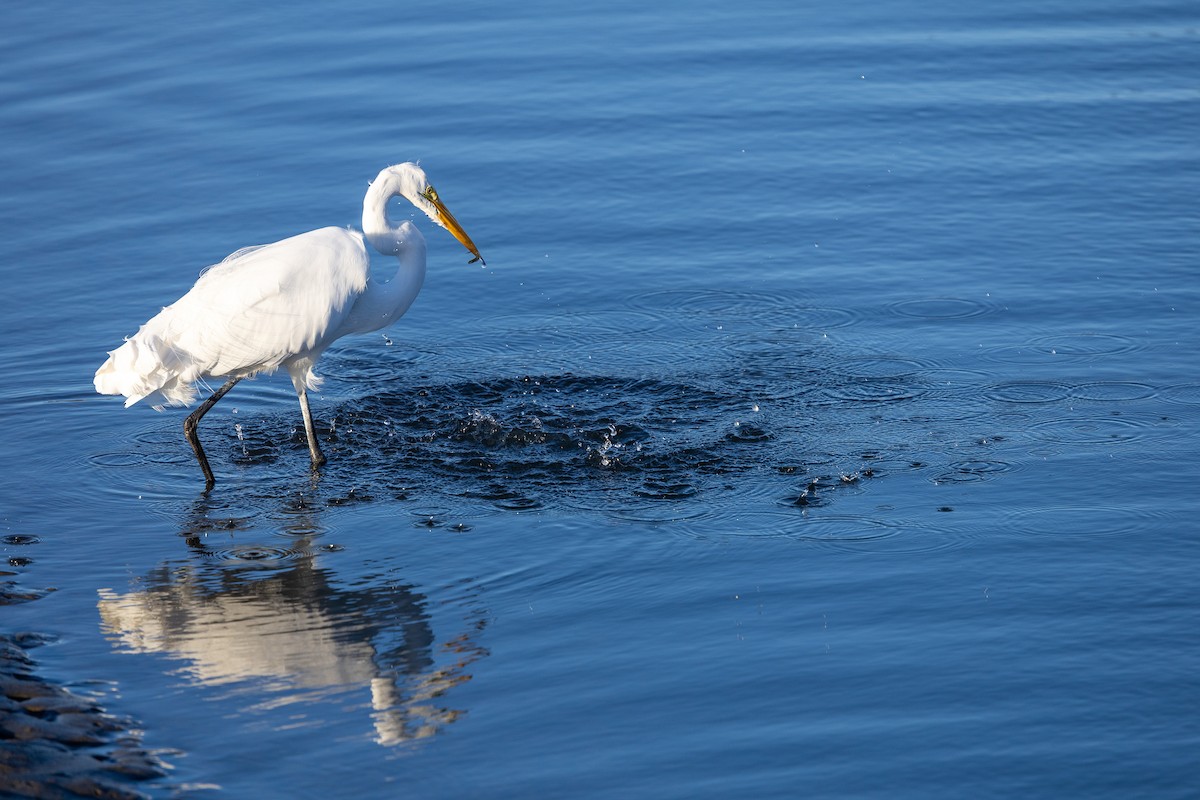 Büyük Ak Balıkçıl - ML647106520