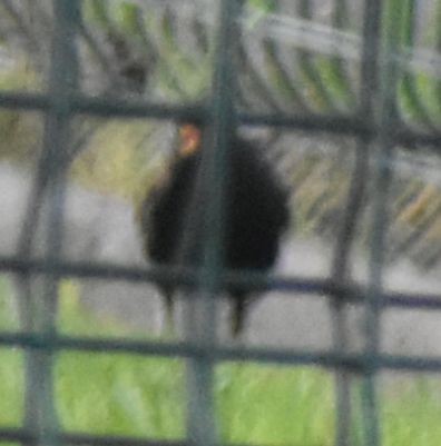 Eurasian Blackbird - ML647106521