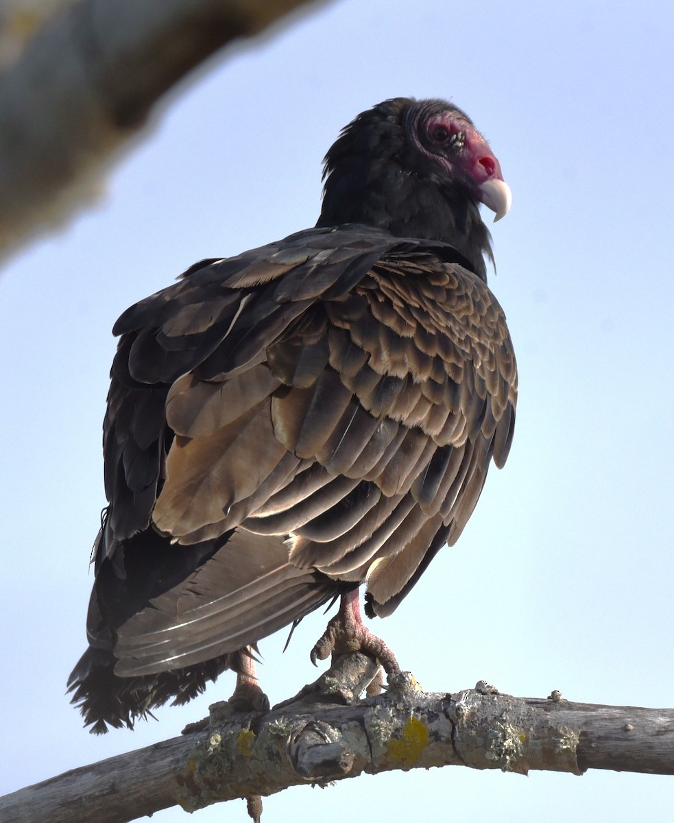 Turkey Vulture - ML647106522
