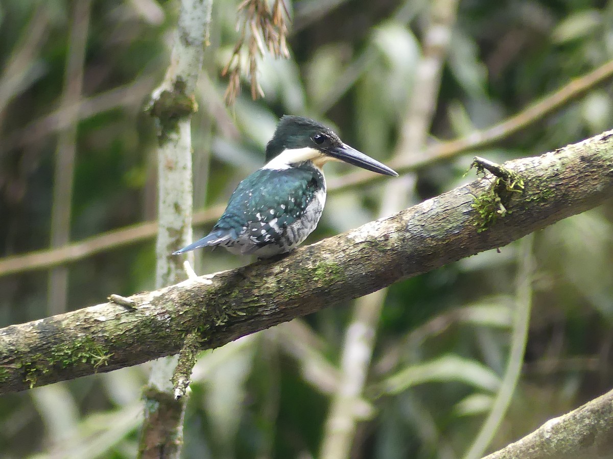 grønnisfugl - ML647106523