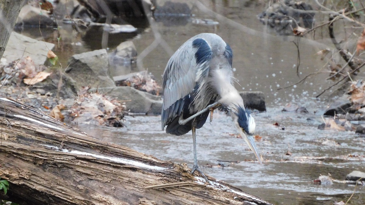 Great Blue Heron - ML647106524