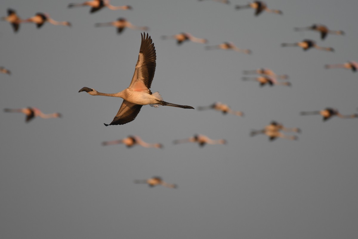 Lesser Flamingo - ML647106525