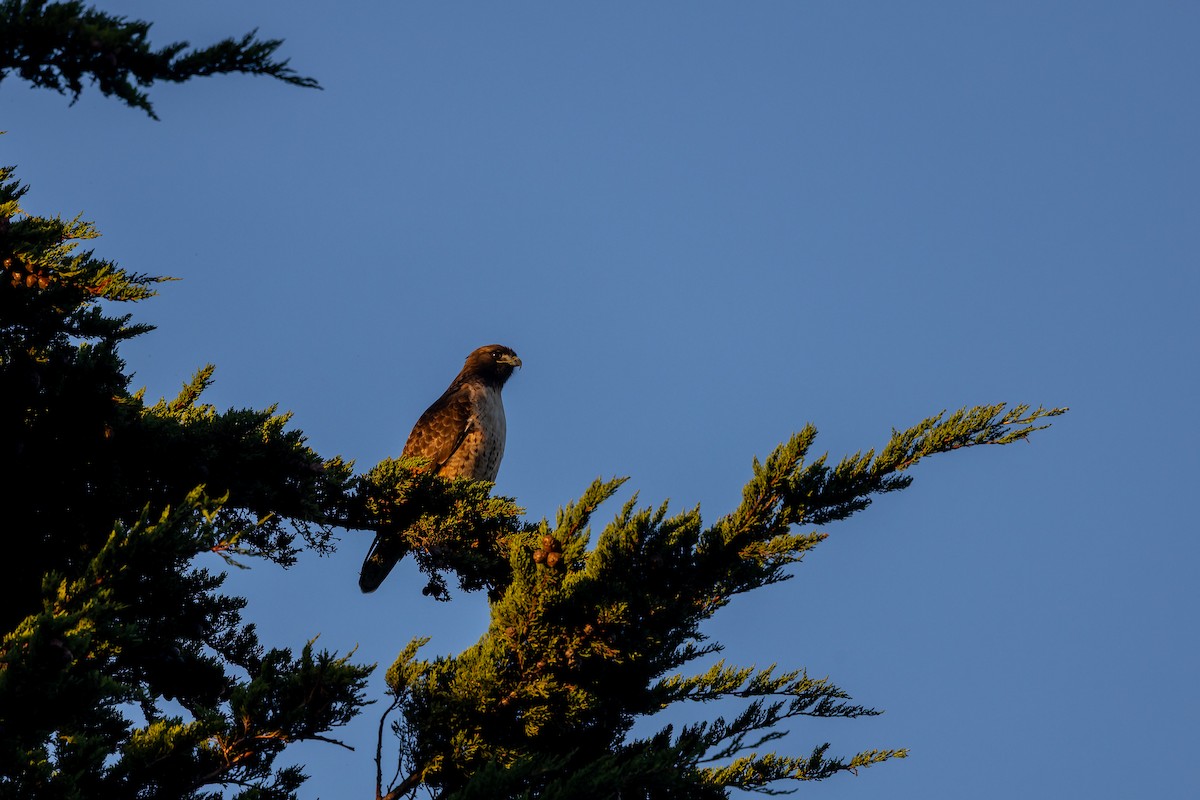 Kızıl Kuyruklu Şahin - ML647106532