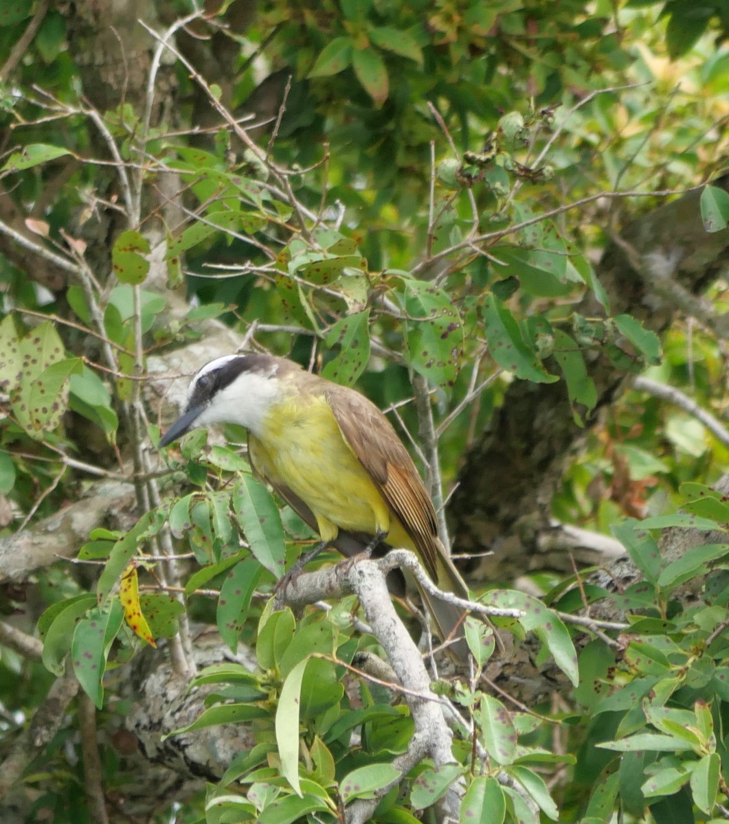 Great Kiskadee - ML647106536