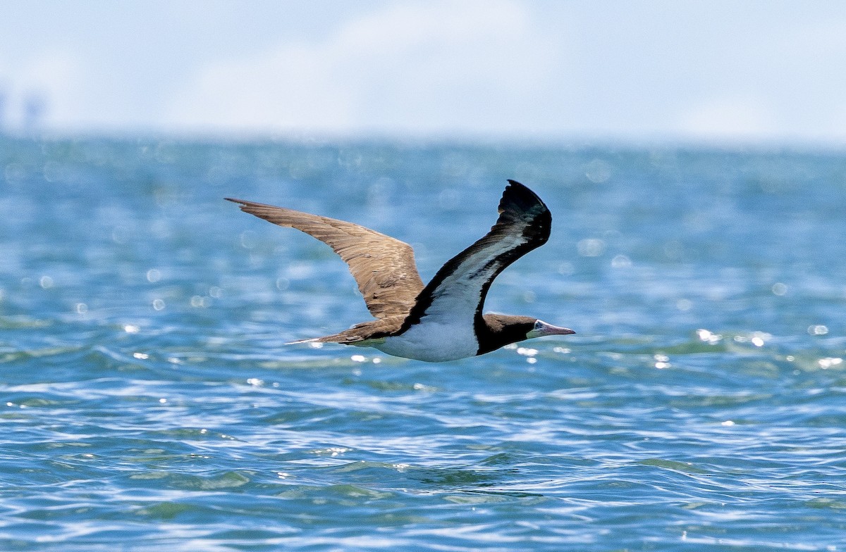 Cocos Booby - ML647106552