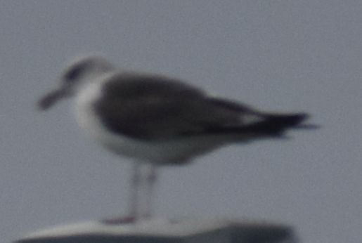 Lesser Black-backed Gull - ML647106555