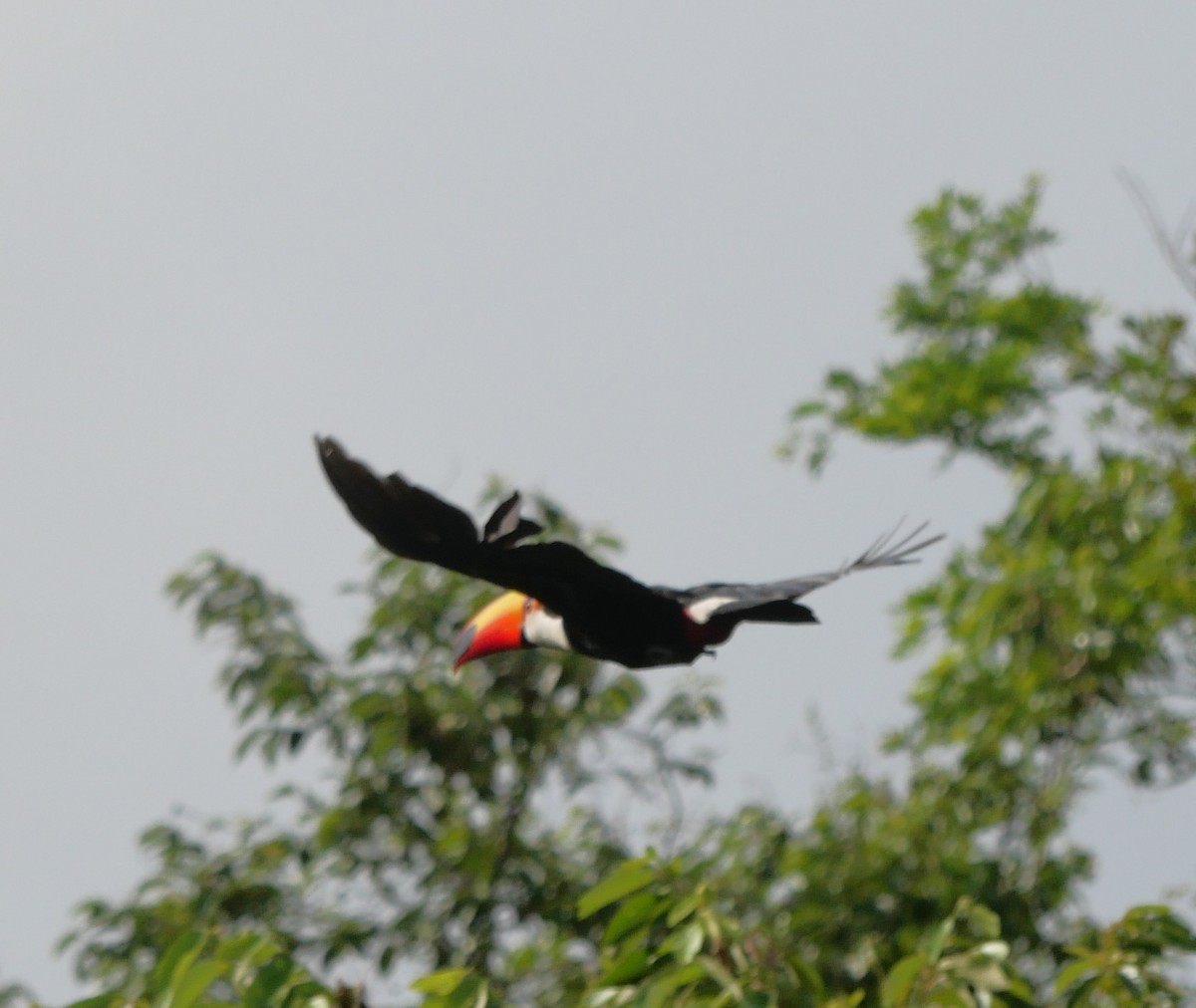 Toco Toucan - ML647106558