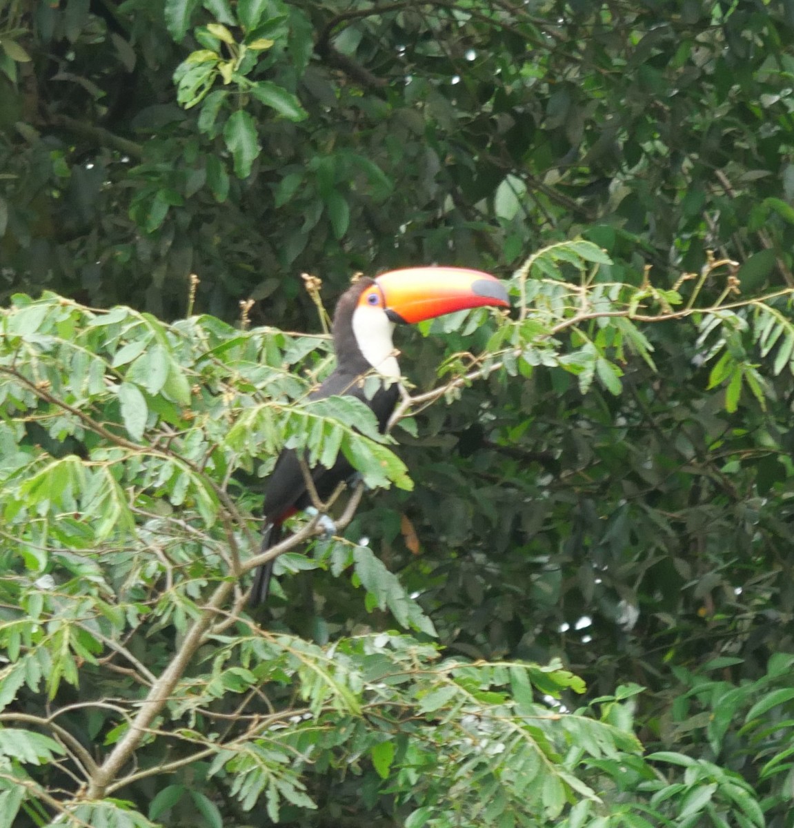 Toco Toucan - ML647106559