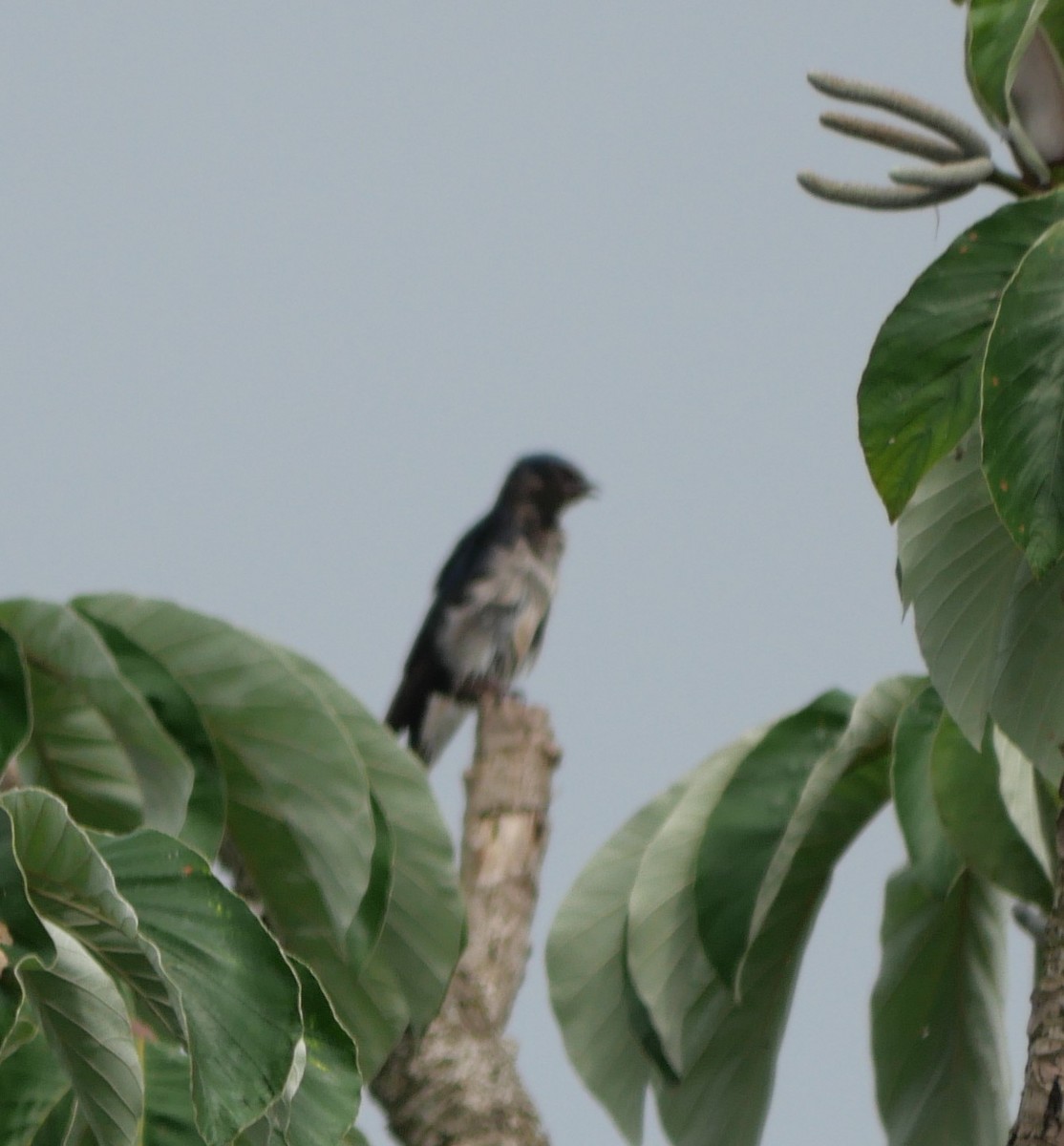 Gray-breasted Martin - ML647106579