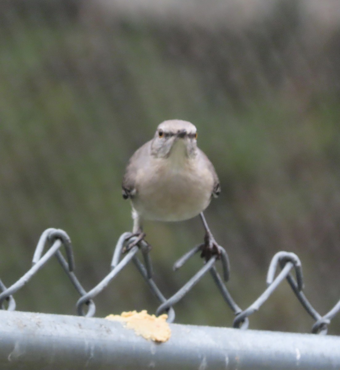 חקיינית צפונית - ML647106602