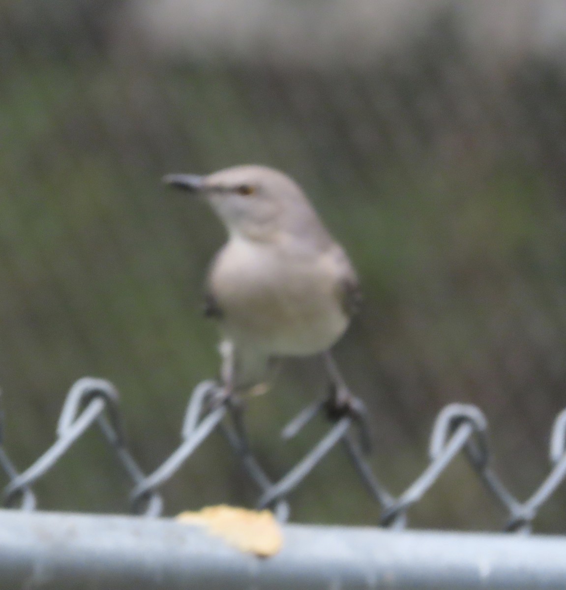 חקיינית צפונית - ML647106603