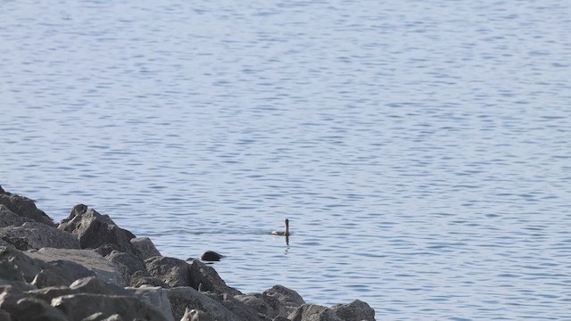 Double-crested Cormorant - ML647106607