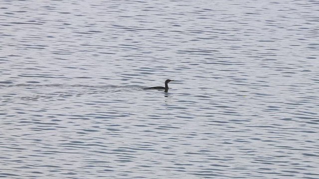 Double-crested Cormorant - ML647106608