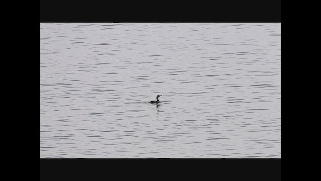 Double-crested Cormorant - ML647106609