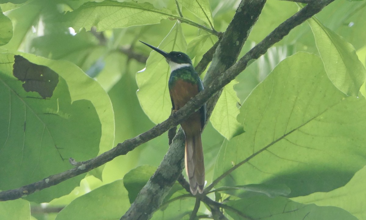 Rufous-tailed Jacamar - ML647106615