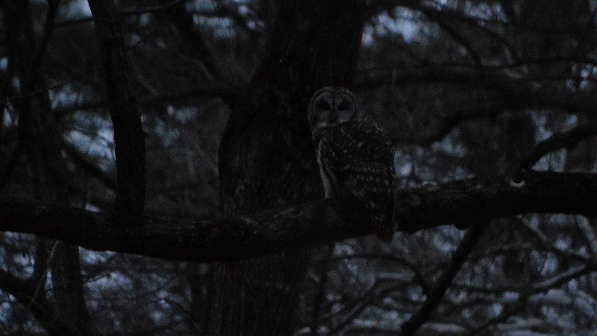 Barred Owl - ML647106618