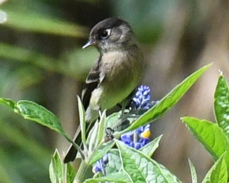 Black-capped Flycatcher - ML647106620