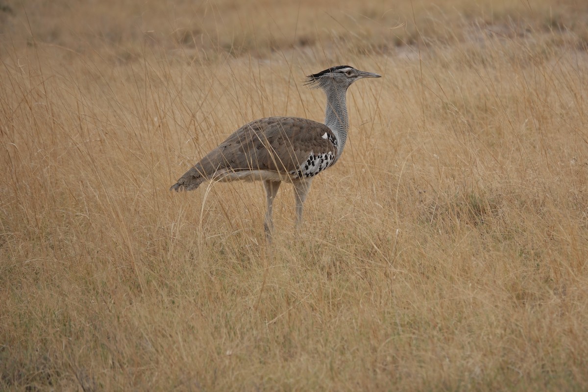 アフリカオオノガン - ML647106629