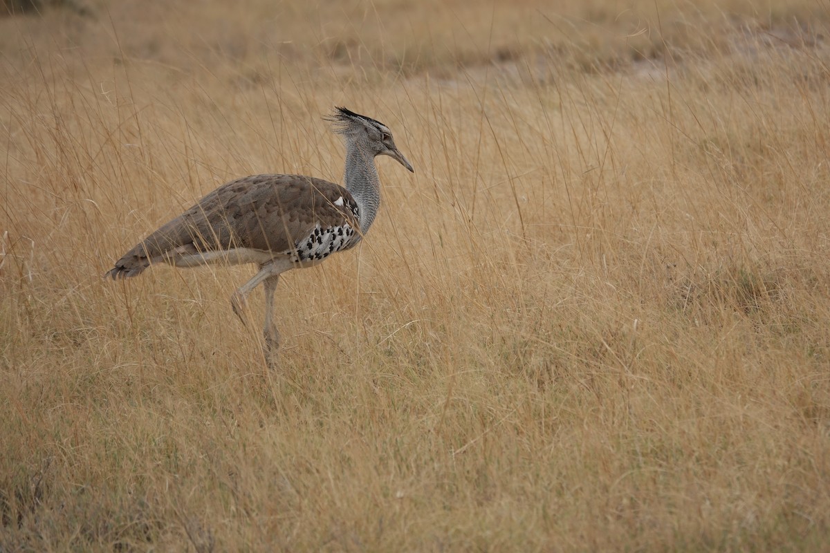 アフリカオオノガン - ML647106630