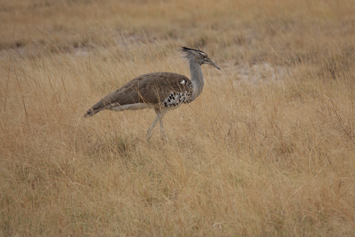 アフリカオオノガン - ML647106631