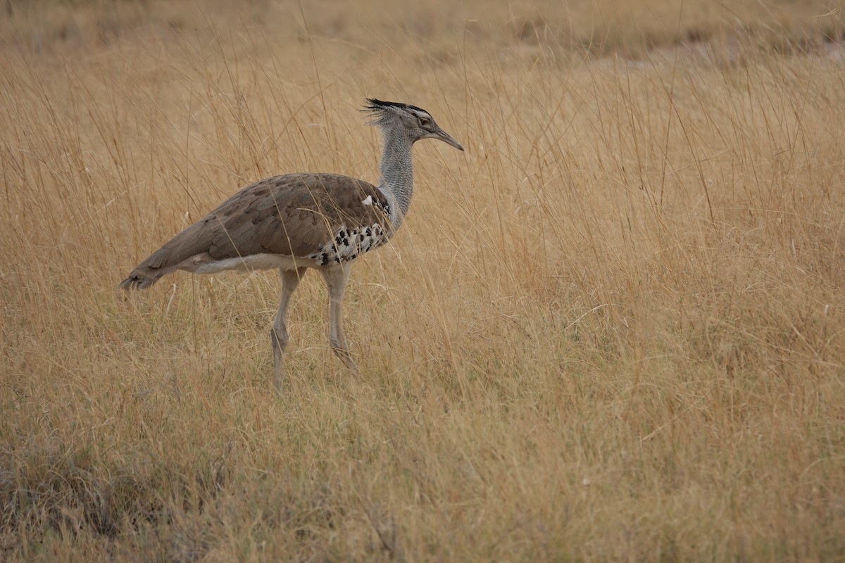 アフリカオオノガン - ML647106632