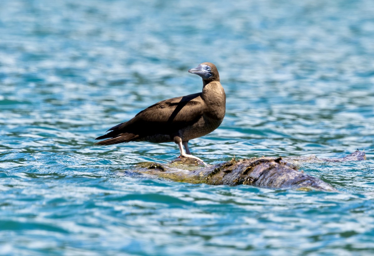 Cocos Booby - ML647106633