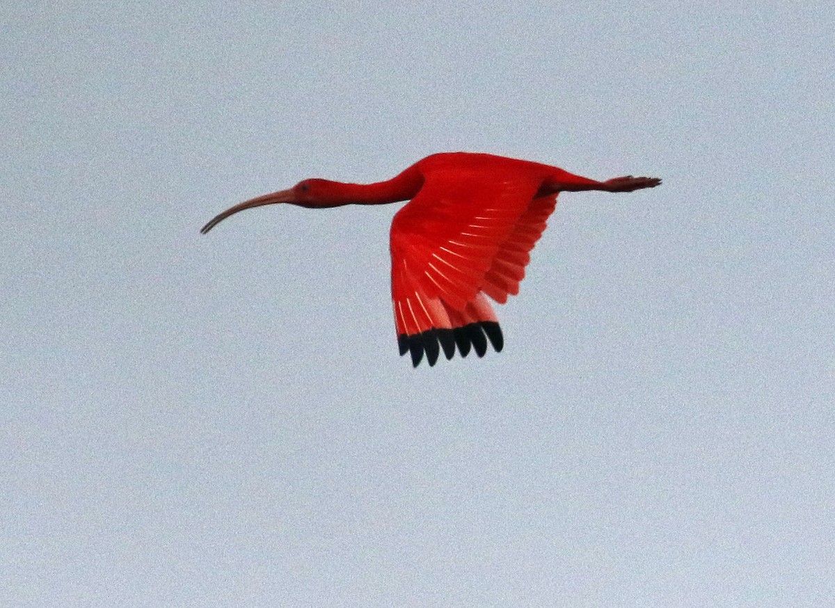 Scarlet Ibis - ML647106634