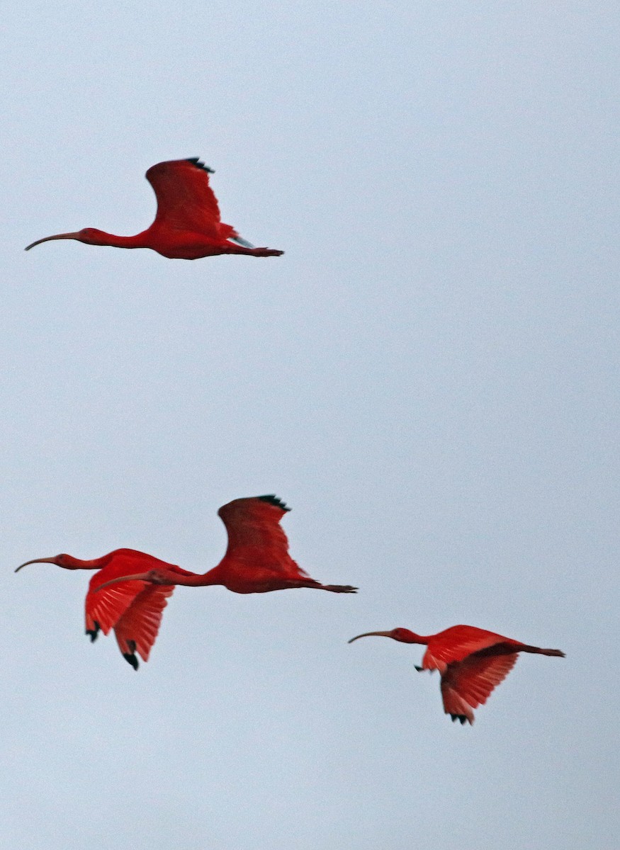 Scarlet Ibis - ML647106636