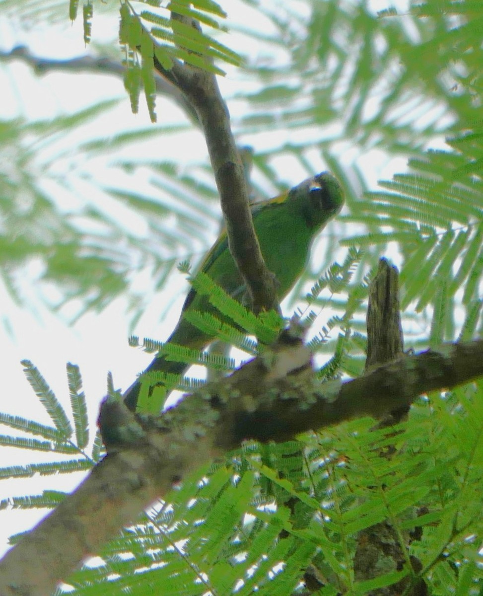 Green-headed Tanager - ML647106640