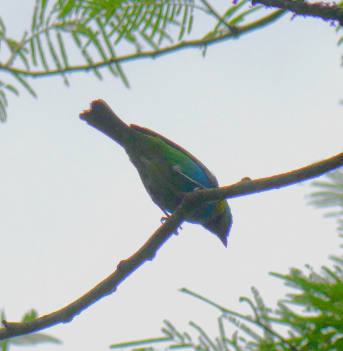 Green-headed Tanager - ML647106641