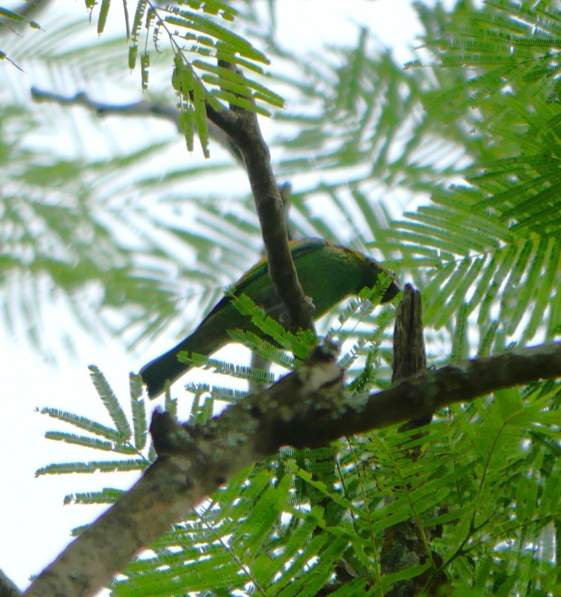 Green-headed Tanager - ML647106642
