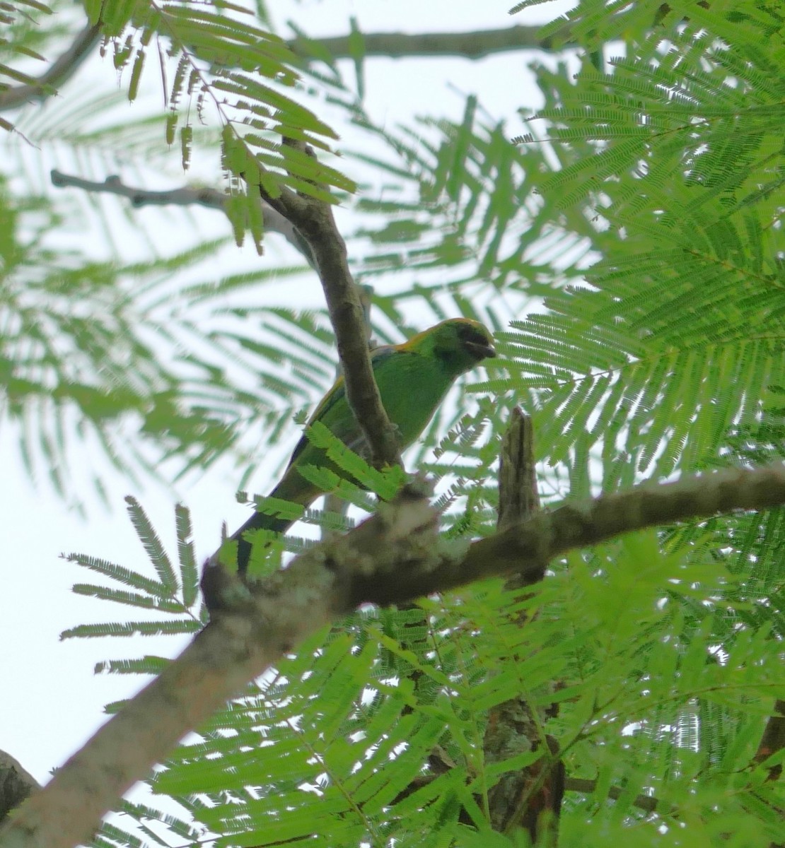 Green-headed Tanager - ML647106643