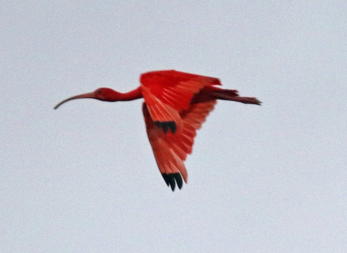 Scarlet Ibis - ML647106647