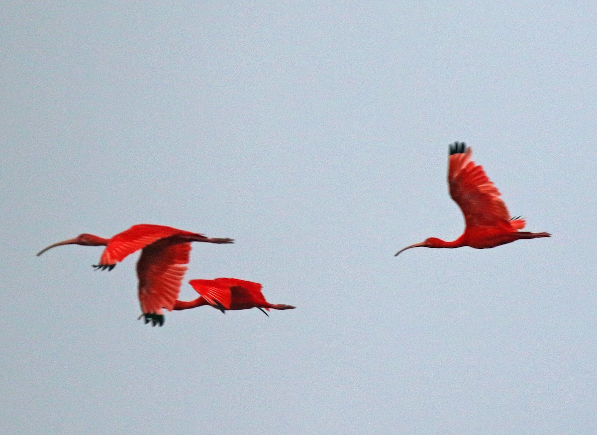 Scarlet Ibis - ML647106648