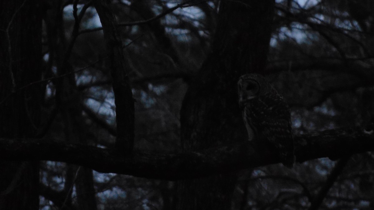 Barred Owl - ML647106651