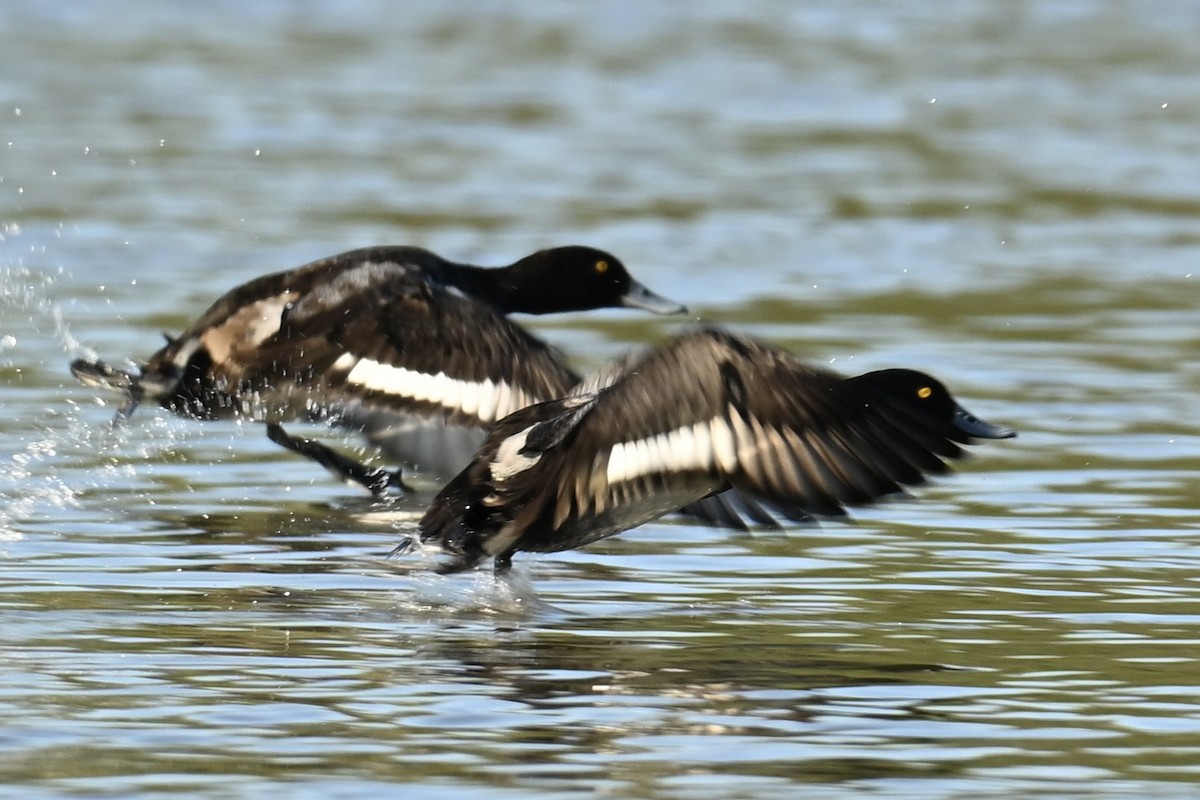 Lesser Scaup - ML647106661