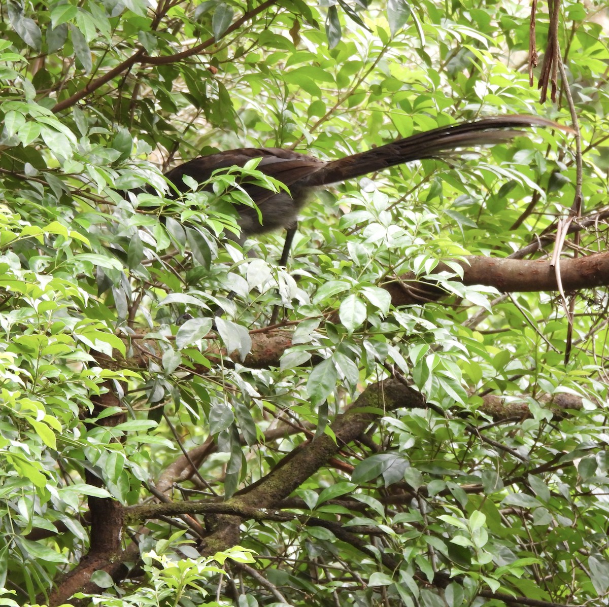 lyrochvost nádherný - ML647106682