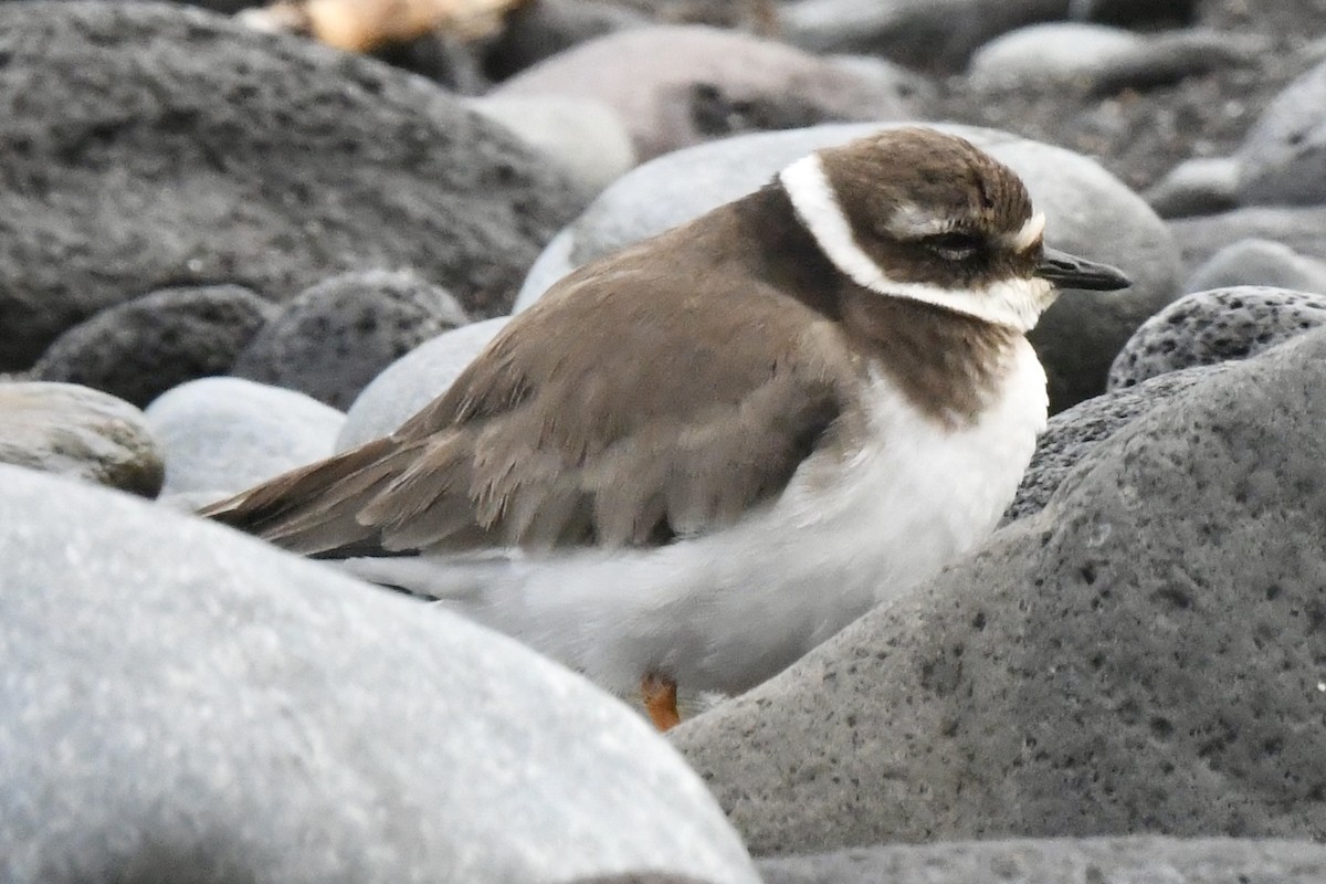 Common Ringed Plover - ML647106684