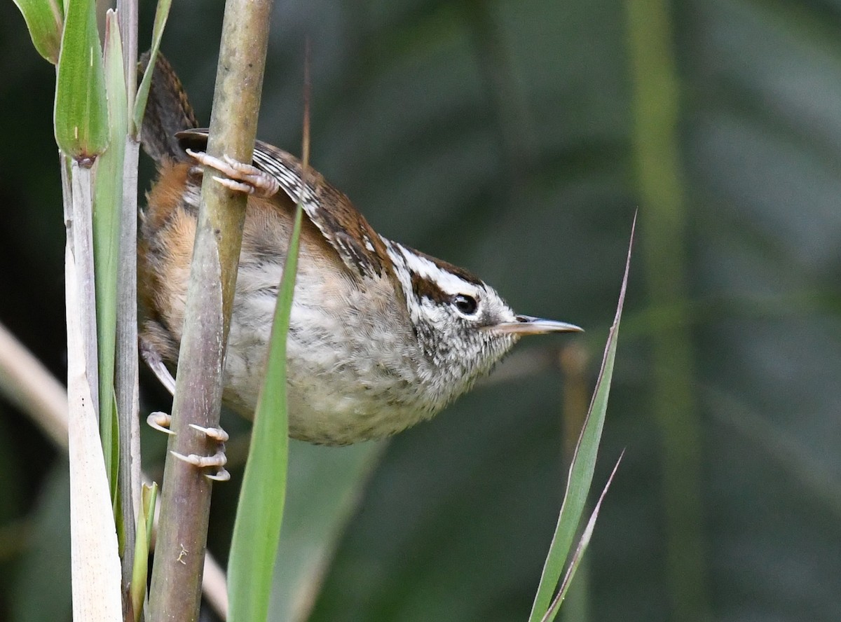 Timberline Wren - ML647106685