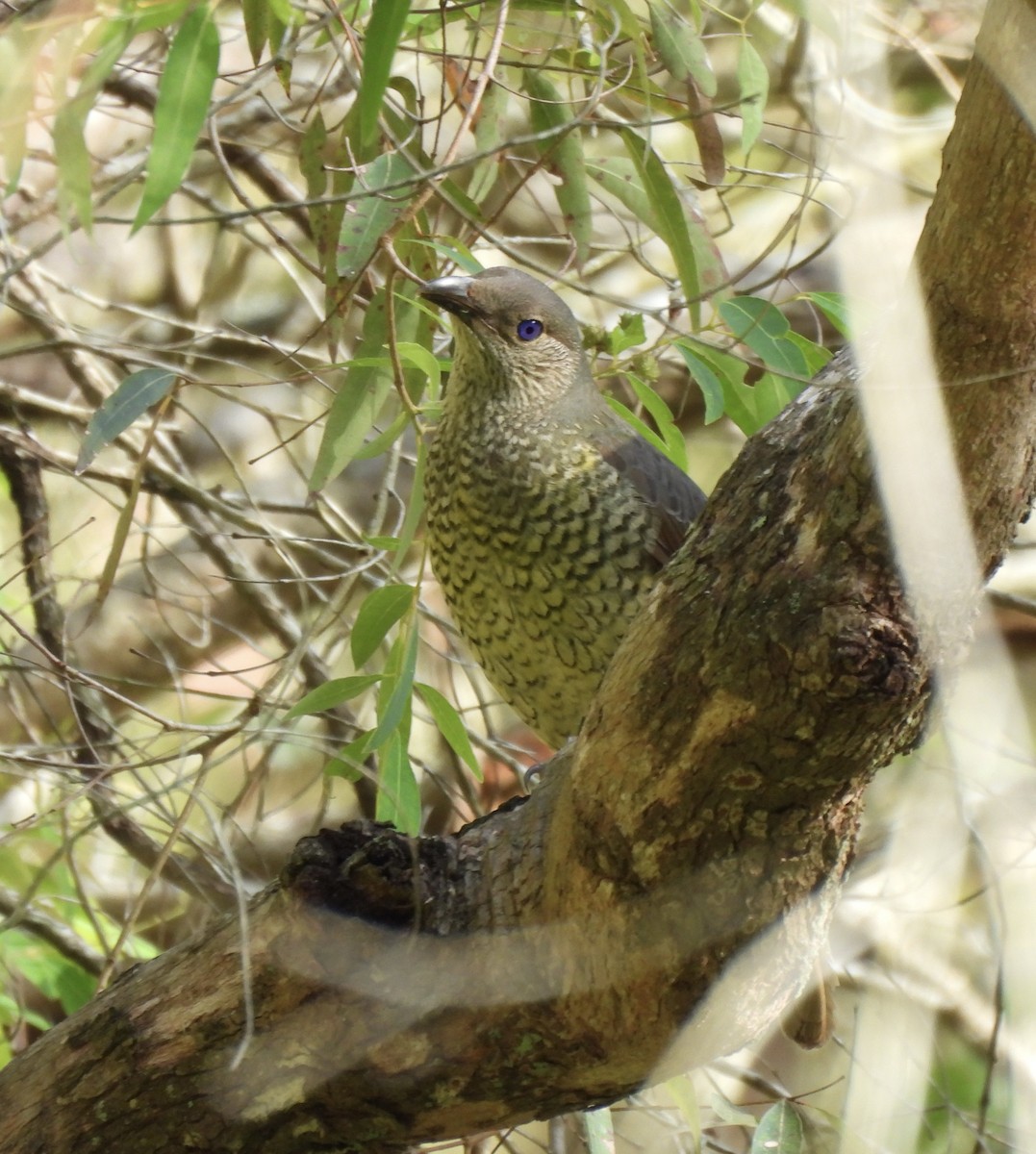Satin Bowerbird - ML647106700