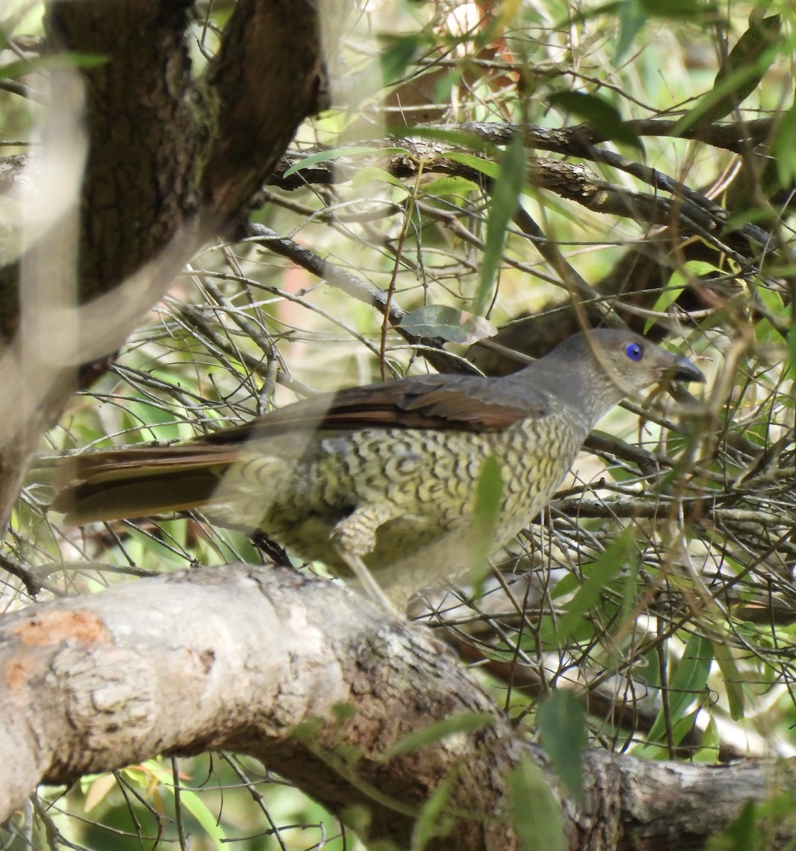 Satin Bowerbird - ML647106701