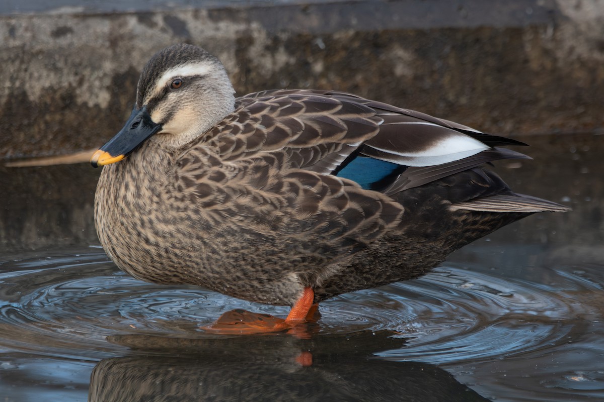 カルガモ - ML647106710