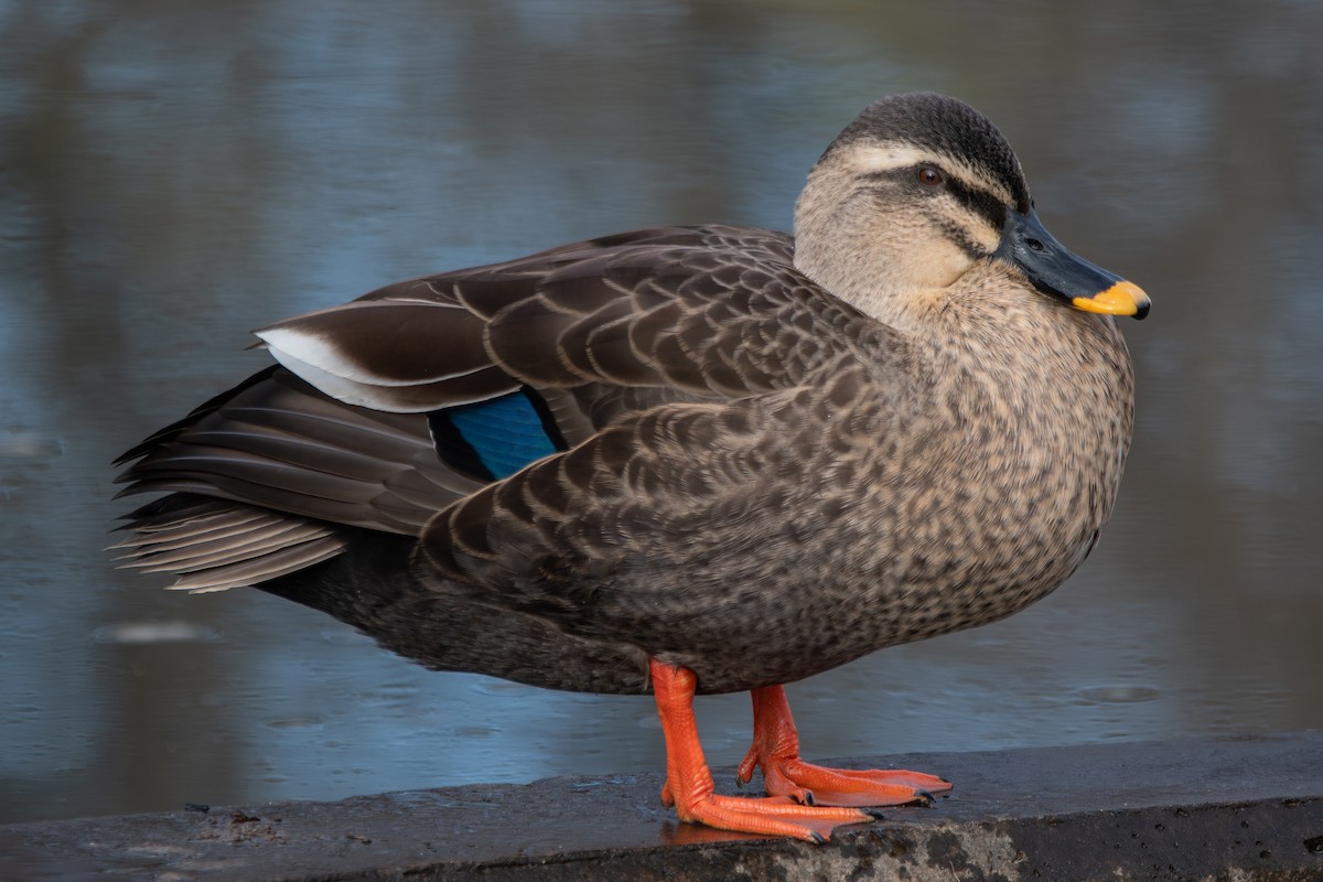 カルガモ - ML647106711