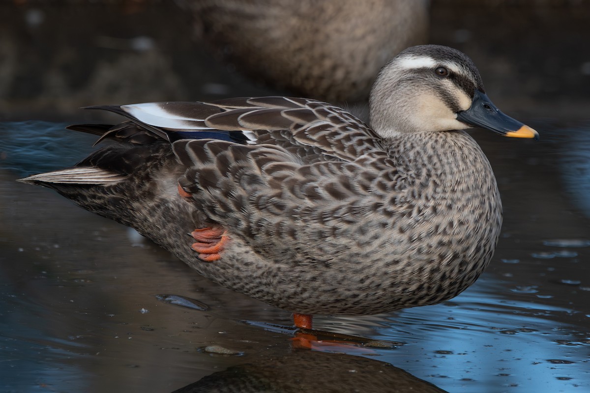 カルガモ - ML647106712