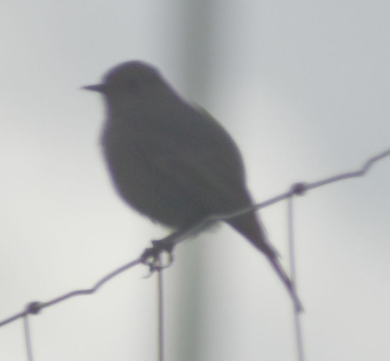 Black Redstart - ML647106714