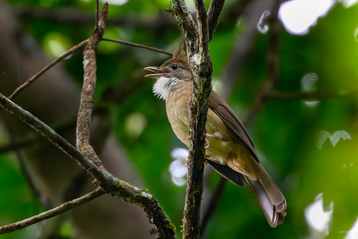 Ochraceous Bulbul - ML647106716