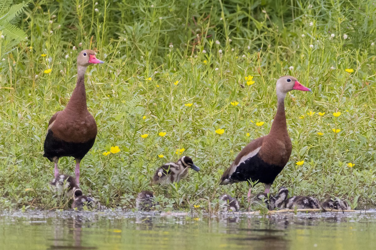 Black-bellied Whistling-Duck - ML647106717