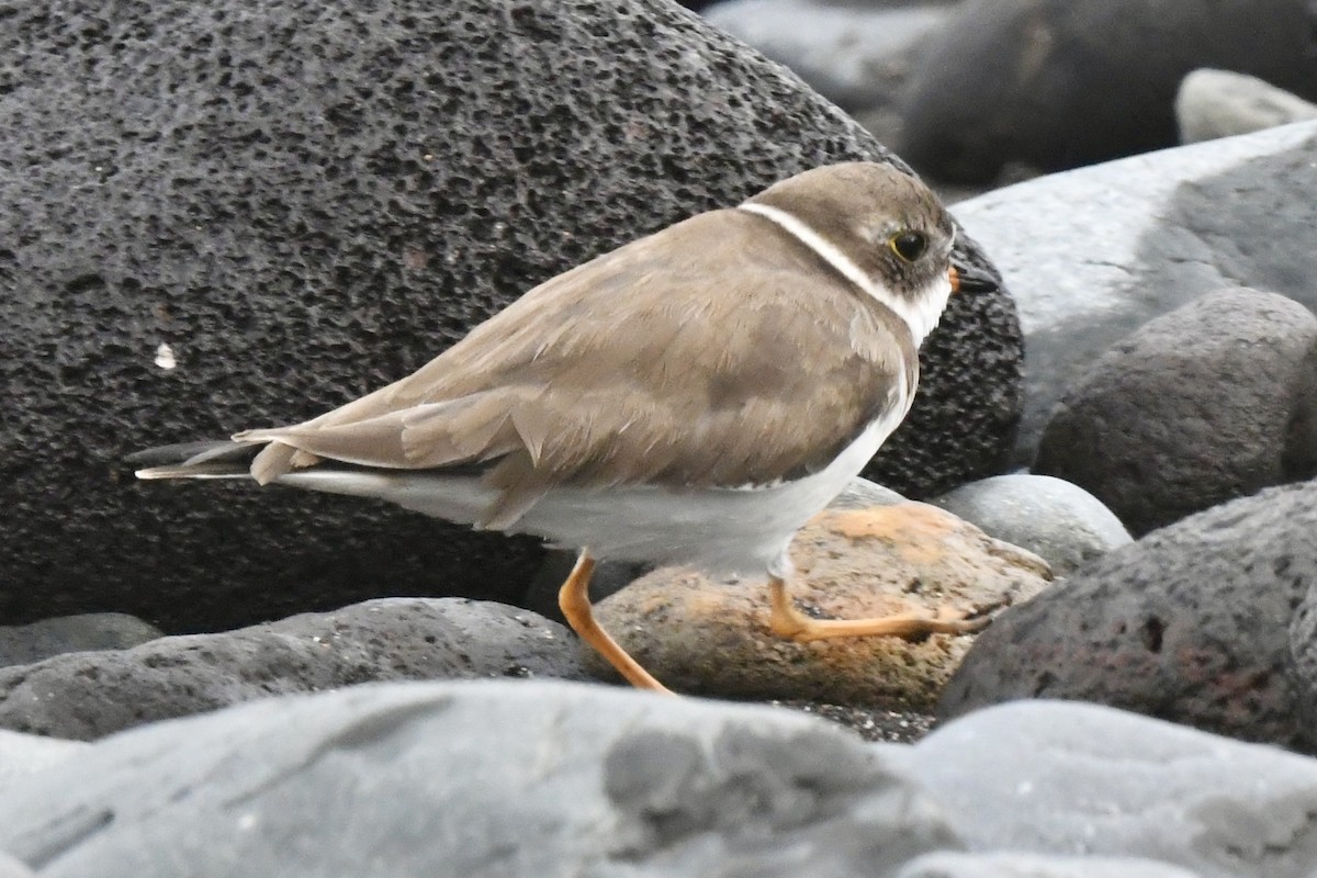 Semipalmated Plover - ML647106718