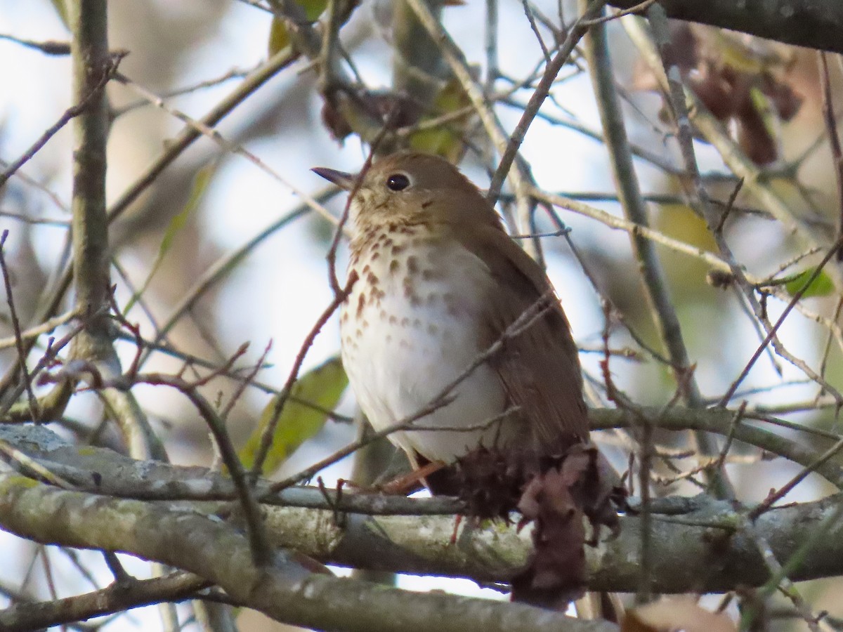 Zorzalito Colirrufo - ML647106731