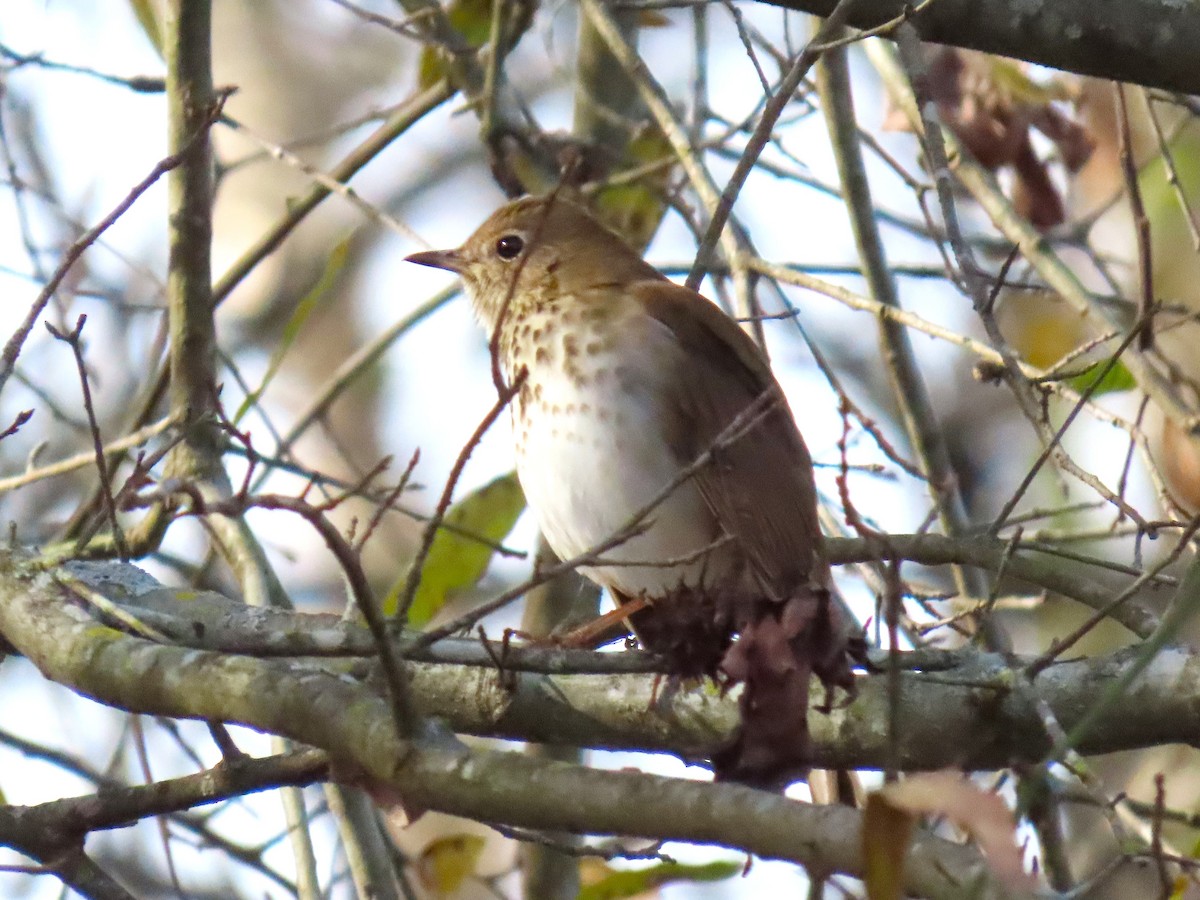 Zorzalito Colirrufo - ML647106732